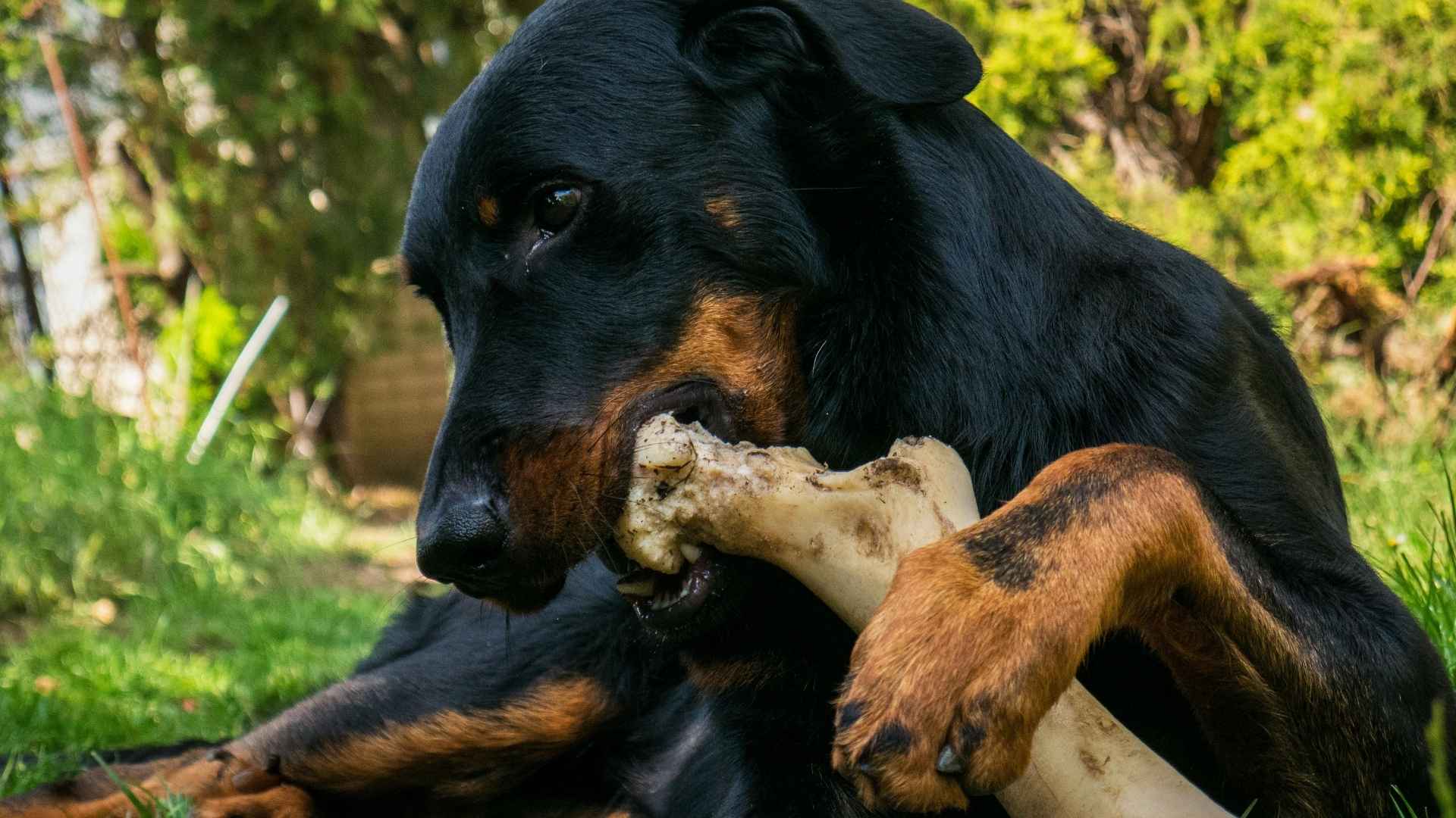 /doberman hueso recreativo